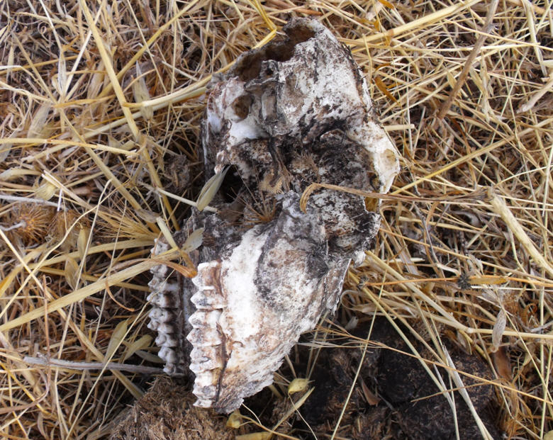 Cranio di